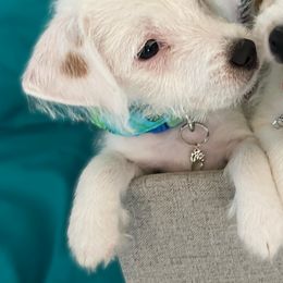 Boy - Margaritaville - White Russell Terrier puppy in Englewood, Florida from Manasota Key Jack Russells