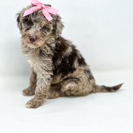 S'mores - Merle female Labradoodle puppy in Davison, Michigan from Dreaming Doodles