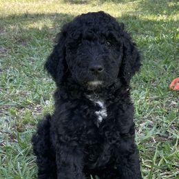 Goldendoodle Puppies from Bianca Bleu Goldendoodles