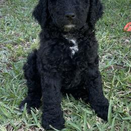 Goldendoodle Puppies from Bianca Bleu Goldendoodles