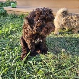 Havapoo Puppies from Derbyville Havapoos