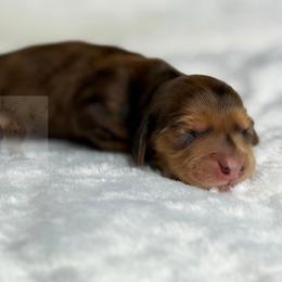 Claire - Dapple female Dachshund puppy in Goodyear, Arizona from D&C Royal Dachshunds LLC