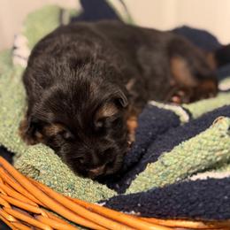 Clover - Black and red female German Shepherd puppy in Canterbury, New Hampshire from De La Paz German Shepherds