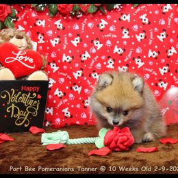 Pomeranian Puppies from Port Bee Pomeranian’s
