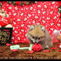 Pomeranian Puppies from Port Bee Pomeranian’s
