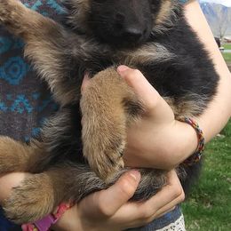 German Shepherds from Invelvet Kennels