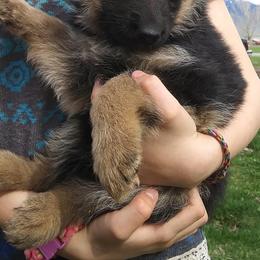 German Shepherds from Invelvet Kennels