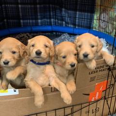 "Curious pups!" Goldendoodle Puppies from Spring Doodles