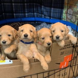 "Curious pups!" Goldendoodle Puppies from Spring Doodles