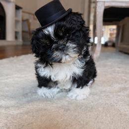 Arti - Black and white male Shih Tzu puppy in Magnolia, Texas from Furbourne Farms