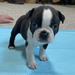 Boston Terrier Puppies from Charlie’s Pride