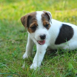 McQueen - Tri-color male Jack Russell Terrier puppy in Graham, Washington from Ethical Jacks