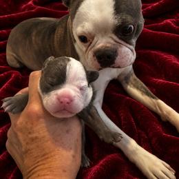 Ranger - Blue male Companion Cross puppy in Fort Smith, Arkansas from Blue Elite Boston Terriers Frenchies & Frenchtons