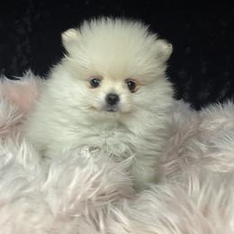 Hanley - Cream male Pomeranian puppy in Greenville, Georgia from Breezy Hill Poms