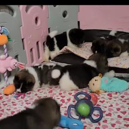 Akita Puppies from TLC Akitas