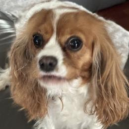 Cavalier King Charles Spaniel puppies from DunEakins Cavaliers