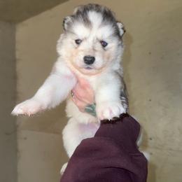 Boy 3 - Sable and white male Siberian Husky puppy in Iron River, Wisconsin from Wiemeri Siberians