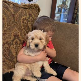 Cavapoo All Grown Up from Carolina Canines