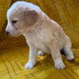 Sassy - Cream female Aussiedoodle puppy in Shelby, North Carolina from Gracie's Puppies