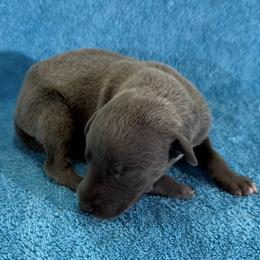 Elf - Blue male Whippet puppy in Gentry, Arkansas from Mardel Robeson of Mulberry Hollow Whippets