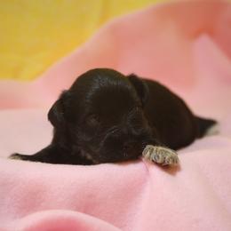 Penelope - Black female Miniature Schnauzer puppy in San Bernardino, California from Rose Lane Schnauzers