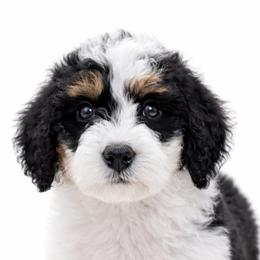 Australian Labradoodles, Cavapoos, Goldendoodles, Golden Mountain Doodles, and Poodles from Dawson's Royal Companions
