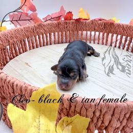 Cleo - Black and tan female Dachshund puppy in Prairieville, Louisiana from Southern Barron Danes & Dachshunds