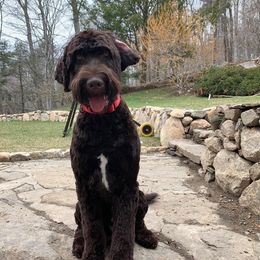 Australian Labradoodle Puppies from Forest Hill Labradoodles