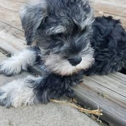 Miniature Schnauzer Puppies from Moore's Miniature Schnauzers