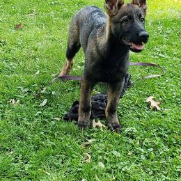 German Shepherd Puppies from Vom Haus Weinbrand