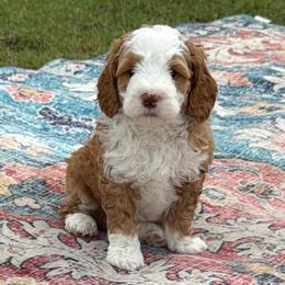 Brown Boy - Brown and white male Bernedoodle puppy in Fort Gibson, Oklahoma from Waggle Doodles