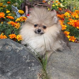 Toffee - Cream sable male Pomeranian puppy in Midland, Michigan from A&M Pomeranians