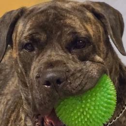 Spring - Cane Corso