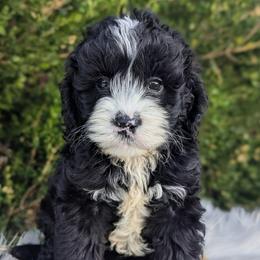 Kali - Black and white female Cockapoo puppy in Salt Lake City, Utah from Utah Cocker Spaniels