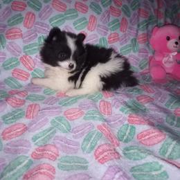 Precious - Black parti female Pomeranian puppy in Wanette, Oklahoma from Council Creek Cuties