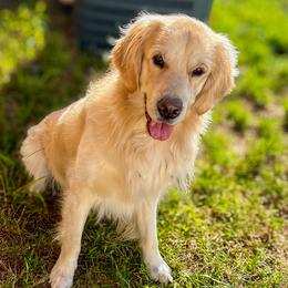Reign - Golden Retriever