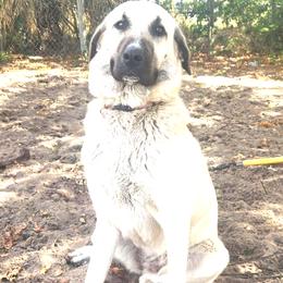 Anatolian Shepherd Dog puppies from Florida Anatolian Shepherds