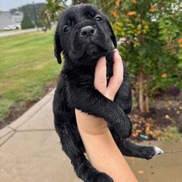 Boy 5 - Black male Cane Corso puppy in Dunn, North Carolina from Carter’s Corso