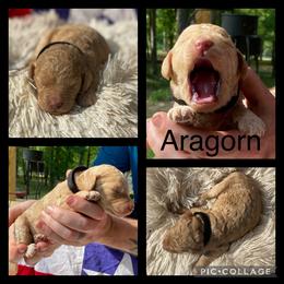 Poodle and Whoodle Puppies from Kalin’s K9s