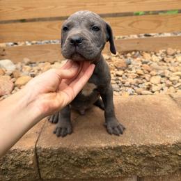 Gray Male 2 - Gray male Cane Corso puppy in Knoxville, Tennessee from Crowned Corso