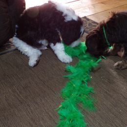 Aussiedoodle Puppies from Lotadoodle Farms