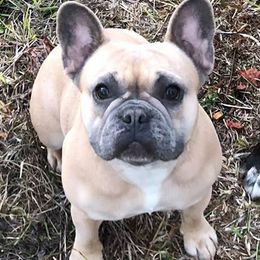 French Bulldogs from B-S Ranch