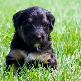 Chilli - Black phantom female Aussiedoodle puppy in Decatur, Illinois from Signature Doodles