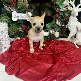 Porthos - Fawn male Chihuahua puppy in Winston Salem, North Carolina from LaythStone