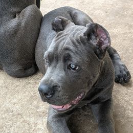 Viggo - Cane Corso