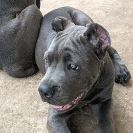 Viggo - Cane Corso