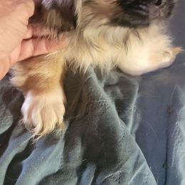 Boy 2 - Fawn sable male Pekingese puppy in Burns, Kansas from Pekingese Dynasty