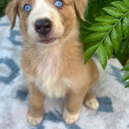 Red  and white Merle 1 - Red merle female Aussiedoodle puppy in Punta Gorda, Florida from Blitzenhaus Working Dogs-Home of the Working Czech Shepherd and Rottweiler and Splash of Color Aussiedoodles