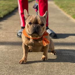 French Bulldogs from frenchie lyfestyle