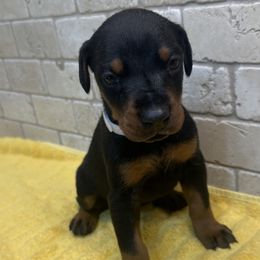 Sage - Black and rust female Doberman Pinscher puppy in Boyd, Texas from Team Feem Breeders